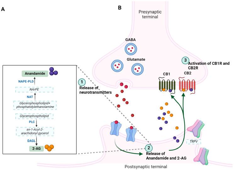 https://cdn.ncbi.nlm.nih.gov/pmc/blobs/44ec/11720483/a77abb9bca9a/ijms-26-00152-g002.jpg