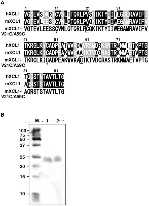 https://cdn.ncbi.nlm.nih.gov/pmc/blobs/44ef/6277777/5e164fb5670b/fimmu-09-02775-g0001.jpg