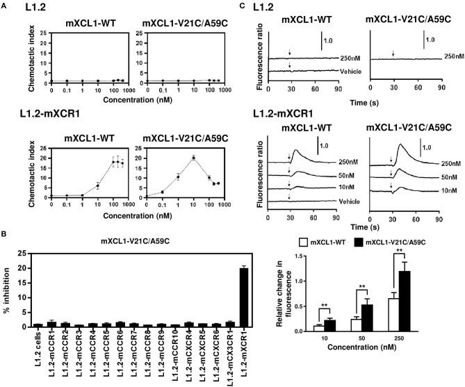 https://cdn.ncbi.nlm.nih.gov/pmc/blobs/44ef/6277777/ee39a21a80f1/fimmu-09-02775-g0002.jpg