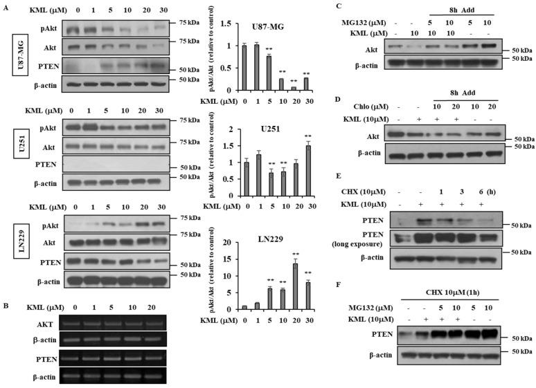https://cdn.ncbi.nlm.nih.gov/pmc/blobs/44f3/7729740/68527eb93f2b/ijms-21-08982-g004.jpg