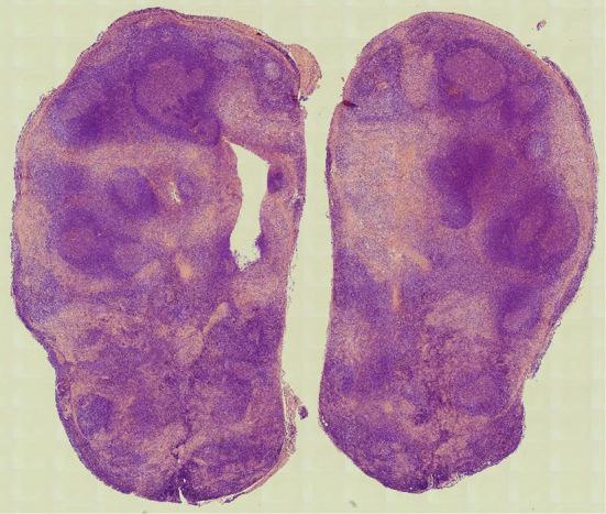 https://cdn.ncbi.nlm.nih.gov/pmc/blobs/44f4/11781911/4c4739d66112/1349-7235-64-0031-g002.jpg