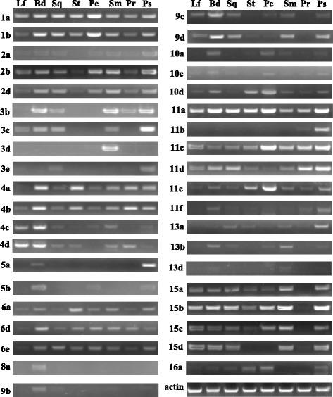 https://cdn.ncbi.nlm.nih.gov/pmc/blobs/44f5/5017063/04ba283b312e/12870_2016_852_Fig8_HTML.jpg