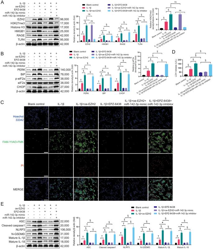 https://cdn.ncbi.nlm.nih.gov/pmc/blobs/44f7/11717515/c364855dbd71/cm9-138-079-g003.jpg