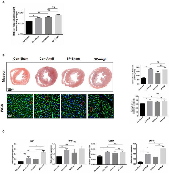 https://cdn.ncbi.nlm.nih.gov/pmc/blobs/44f8/8242582/c20718531bcb/fcvm-08-664626-g0002.jpg