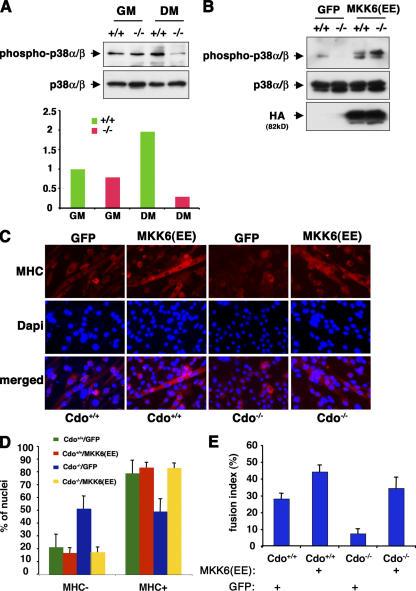 https://cdn.ncbi.nlm.nih.gov/pmc/blobs/44f9/2064516/127d401bc669/jcb1750383f03.jpg