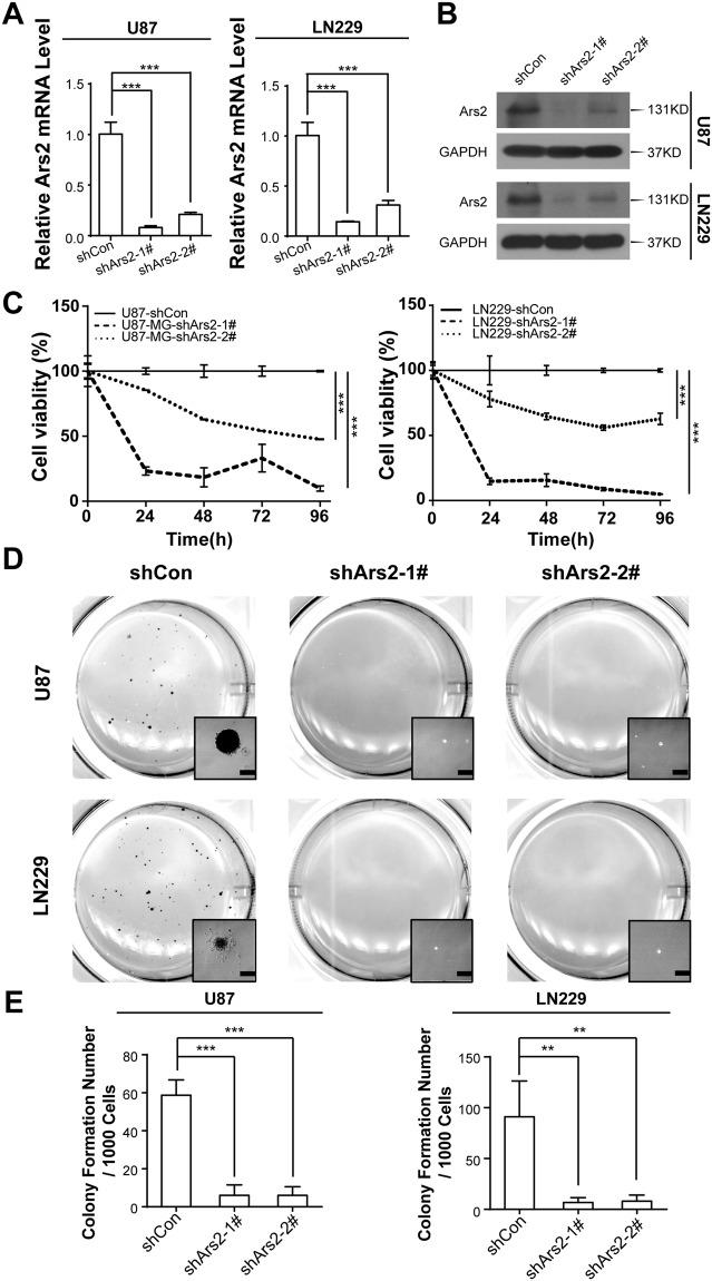 https://cdn.ncbi.nlm.nih.gov/pmc/blobs/44f9/6197286/300ae9a23877/41598_2018_33905_Fig3_HTML.jpg