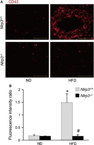 https://cdn.ncbi.nlm.nih.gov/pmc/blobs/44fb/4687695/1921aa206292/JCMM-19-2715-g008.jpg