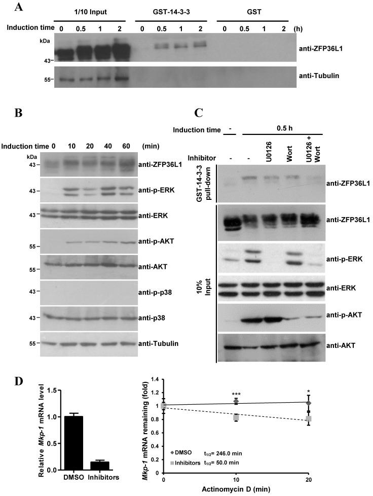 https://cdn.ncbi.nlm.nih.gov/pmc/blobs/44fd/3371571/0ff9b56a3655/ijbsv08p0761g06.jpg