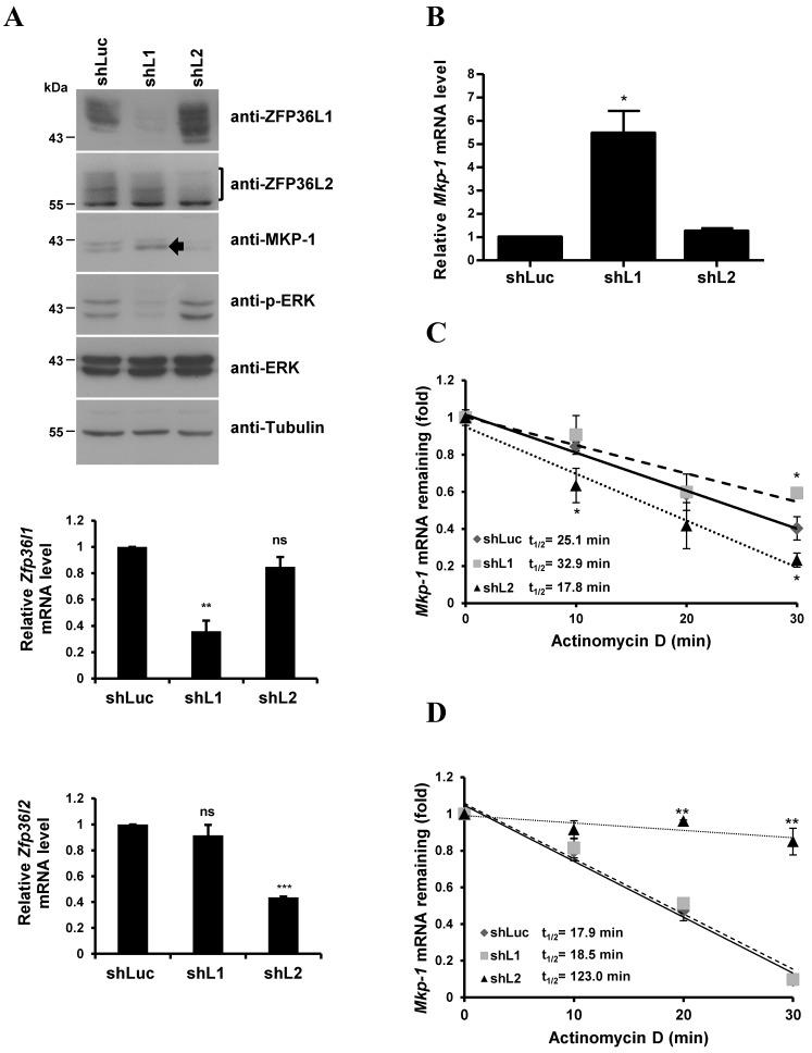 https://cdn.ncbi.nlm.nih.gov/pmc/blobs/44fd/3371571/8ea7efad1ed5/ijbsv08p0761g05.jpg
