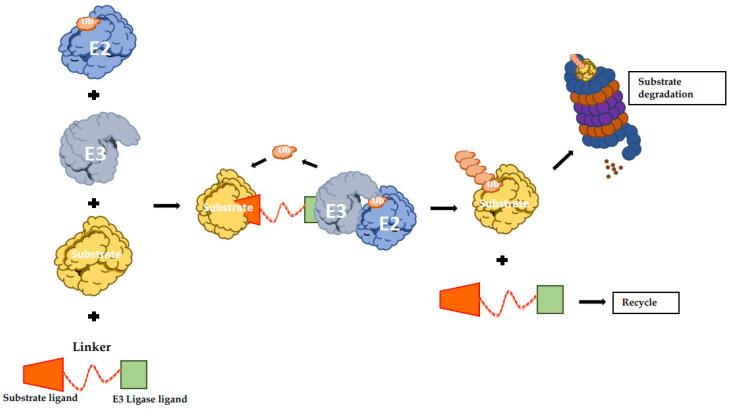 https://cdn.ncbi.nlm.nih.gov/pmc/blobs/44fd/7409207/0ec4027ed649/cancers-12-01898-g002.jpg