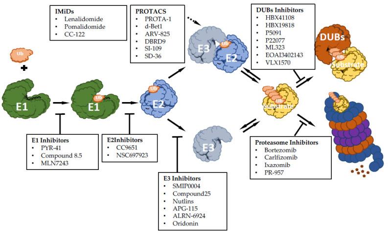 https://cdn.ncbi.nlm.nih.gov/pmc/blobs/44fd/7409207/a4f9a6c192b2/cancers-12-01898-g001.jpg