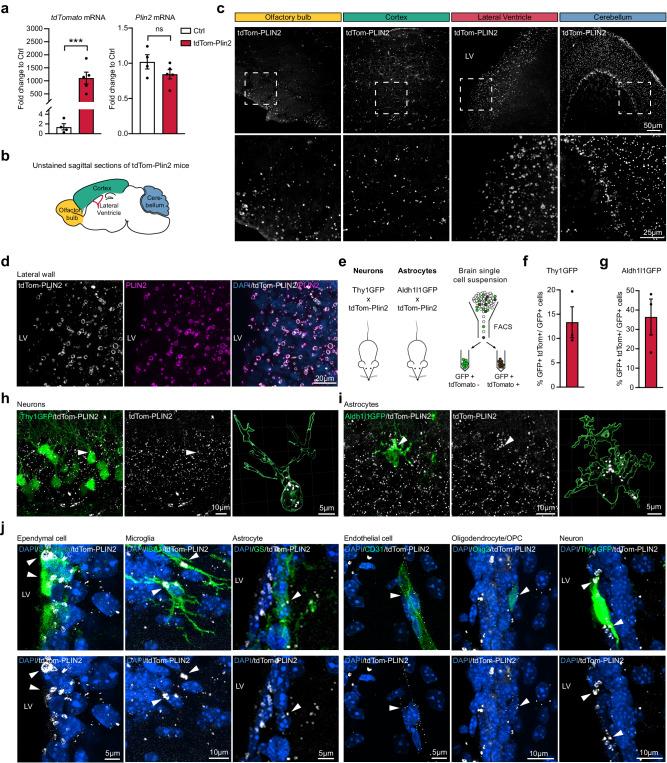 https://cdn.ncbi.nlm.nih.gov/pmc/blobs/450c/11213871/c9301801a220/41467_2024_49449_Fig3_HTML.jpg