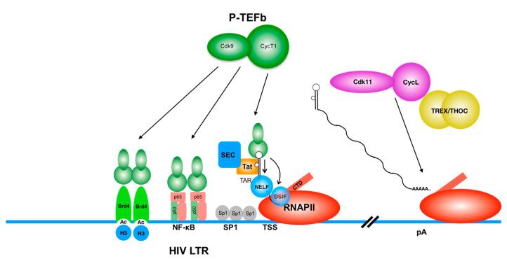 https://cdn.ncbi.nlm.nih.gov/pmc/blobs/4512/7696534/8747b16b4e71/viruses-12-01279-g001.jpg