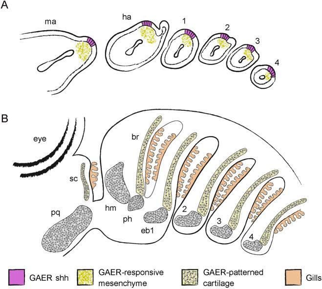 https://cdn.ncbi.nlm.nih.gov/pmc/blobs/4513/9340550/86ce5ca62ca7/develop-149-200184-g8.jpg