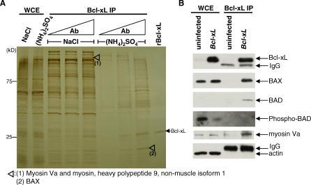 https://cdn.ncbi.nlm.nih.gov/pmc/blobs/4518/2043040/2d5ef786b305/pbio.0050276.g009.jpg