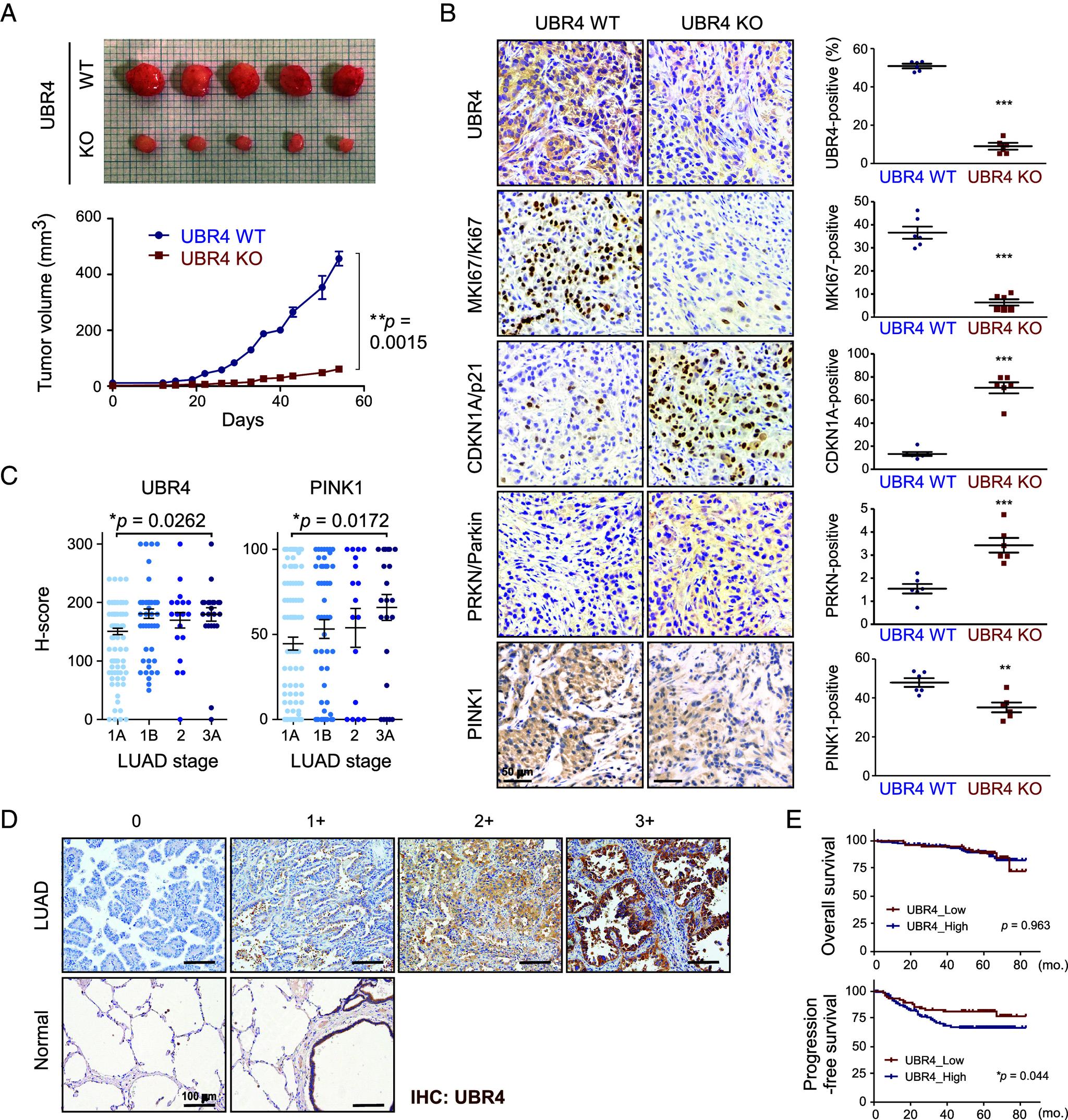 https://cdn.ncbi.nlm.nih.gov/pmc/blobs/451b/12207436/57532babe85c/pnas.2425015122fig05.jpg