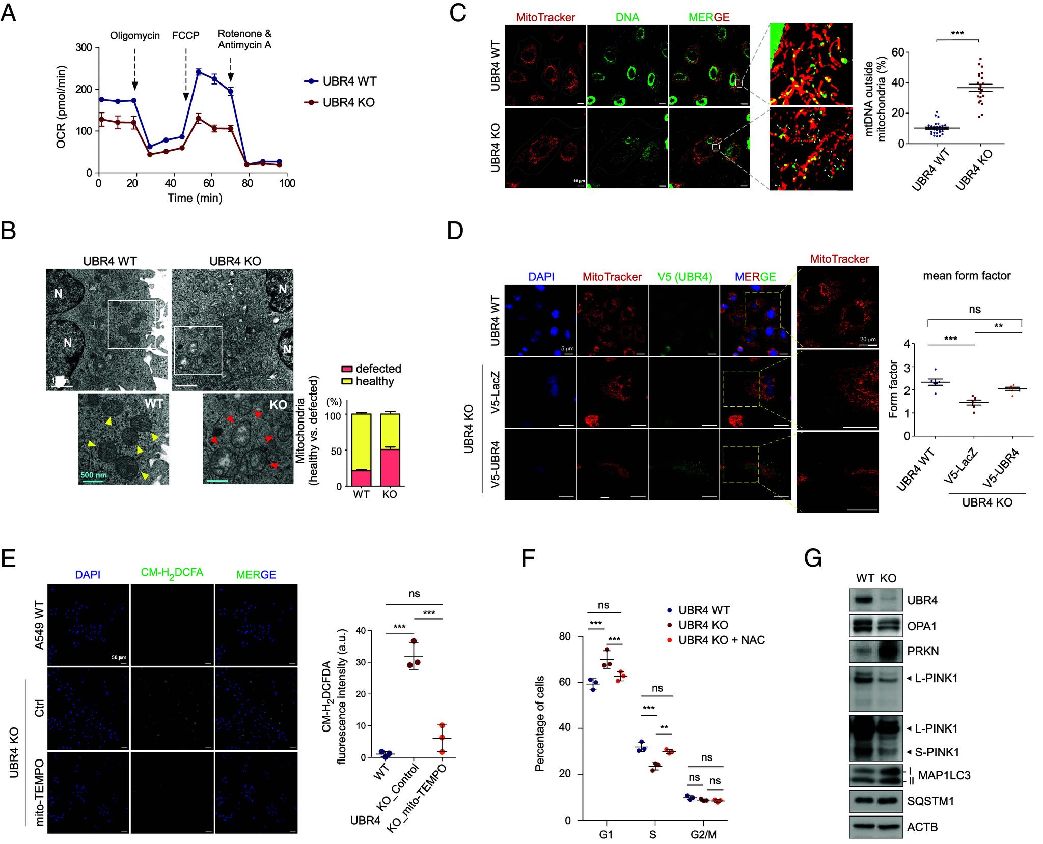 https://cdn.ncbi.nlm.nih.gov/pmc/blobs/451b/12207436/8b6be97c86c9/pnas.2425015122fig03.jpg