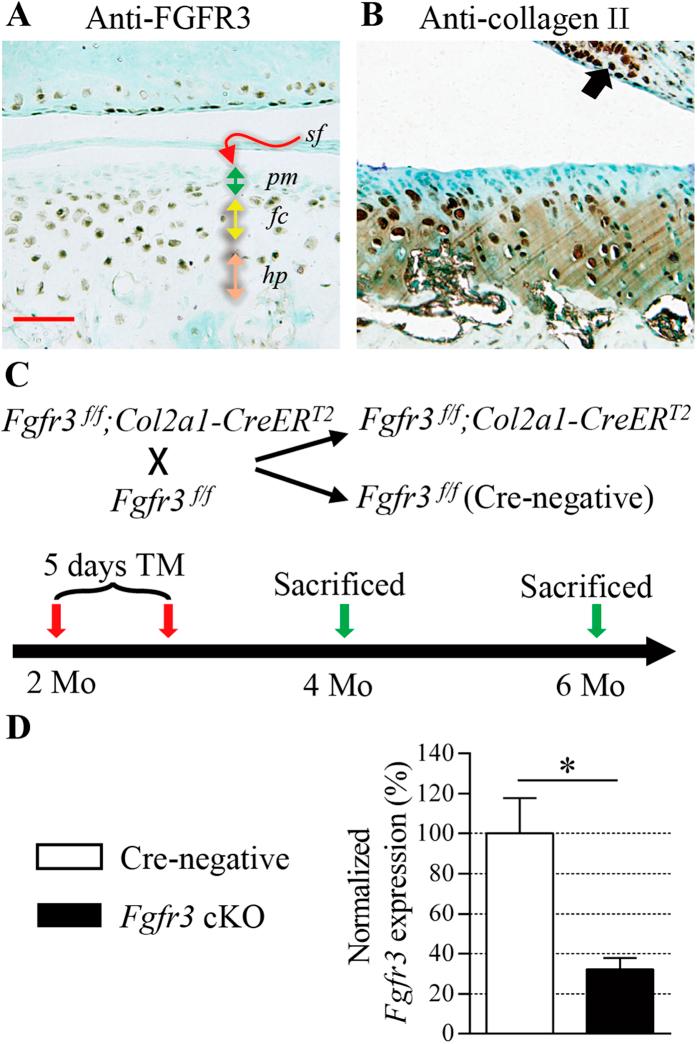https://cdn.ncbi.nlm.nih.gov/pmc/blobs/451c/4819201/a3090b9a052e/srep24039-f1.jpg