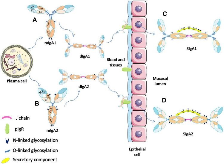 https://cdn.ncbi.nlm.nih.gov/pmc/blobs/451d/9552352/3ba9cab050e5/fchem-10-974854-g001.jpg