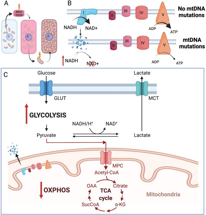 https://cdn.ncbi.nlm.nih.gov/pmc/blobs/451f/8822387/354e38430dc9/CJP2-8-155-g005.jpg