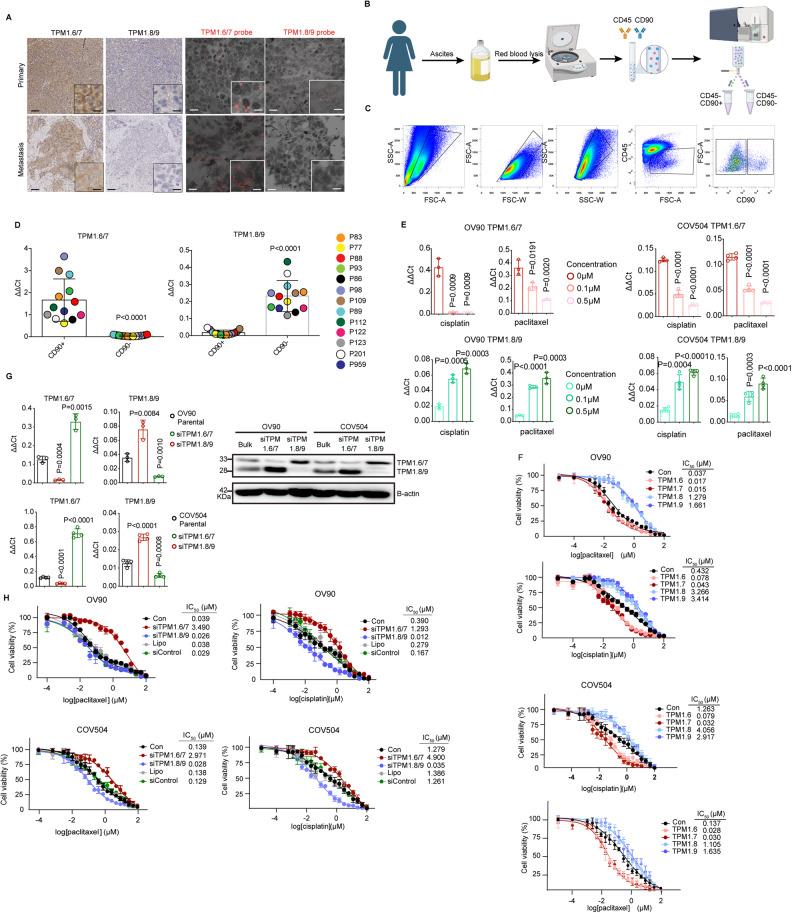 https://cdn.ncbi.nlm.nih.gov/pmc/blobs/4522/10923901/26d9da08df17/41418_2024_1267_Fig7_HTML.jpg
