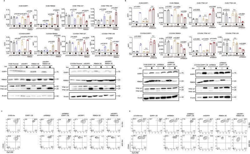 https://cdn.ncbi.nlm.nih.gov/pmc/blobs/4522/10923901/b91cb0dc4f96/41418_2024_1267_Fig4_HTML.jpg