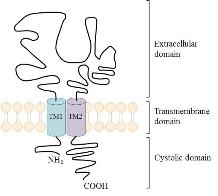 https://cdn.ncbi.nlm.nih.gov/pmc/blobs/4524/3706965/2c46bd4aec64/CMC-20-1241_F32.jpg