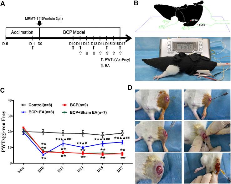 https://cdn.ncbi.nlm.nih.gov/pmc/blobs/4526/8117331/016c183f9cda/fphar-12-593043-g001.jpg