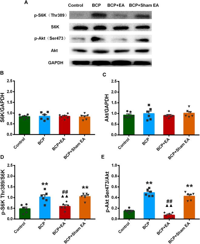 https://cdn.ncbi.nlm.nih.gov/pmc/blobs/4526/8117331/5c54a1ee3c0b/fphar-12-593043-g007.jpg