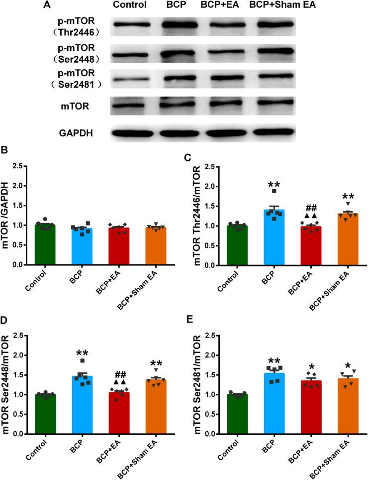 https://cdn.ncbi.nlm.nih.gov/pmc/blobs/4526/8117331/b4c5a5970e92/fphar-12-593043-g006.jpg