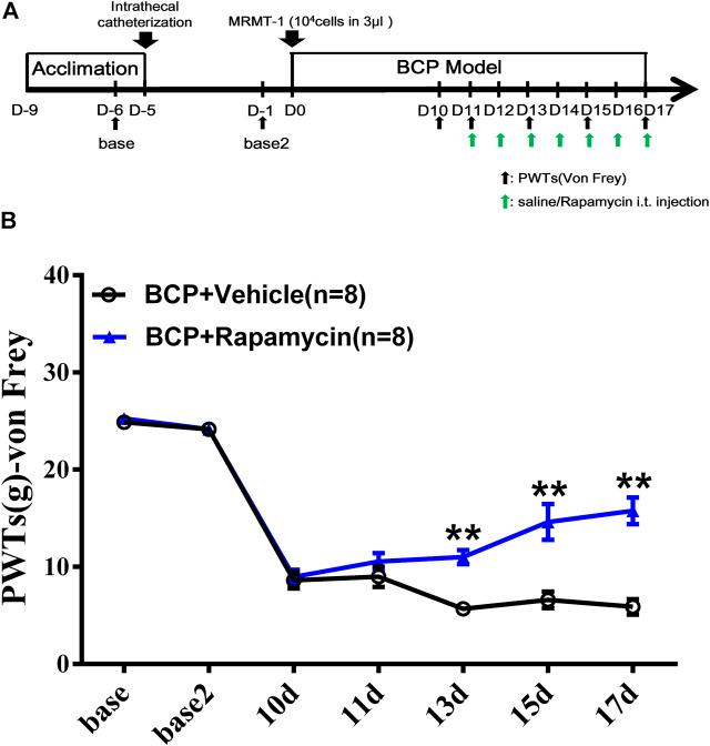 https://cdn.ncbi.nlm.nih.gov/pmc/blobs/4526/8117331/fac74dbca40d/fphar-12-593043-g008.jpg