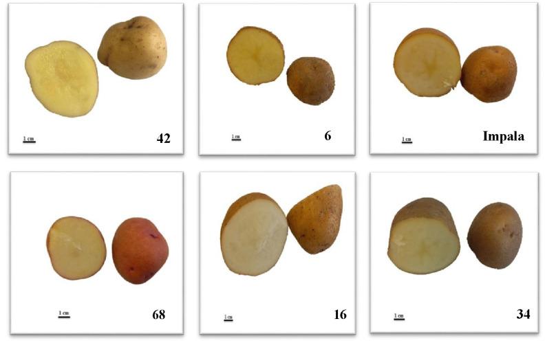 https://cdn.ncbi.nlm.nih.gov/pmc/blobs/4529/10146029/b2e34ced4a02/plants-12-01707-g003.jpg
