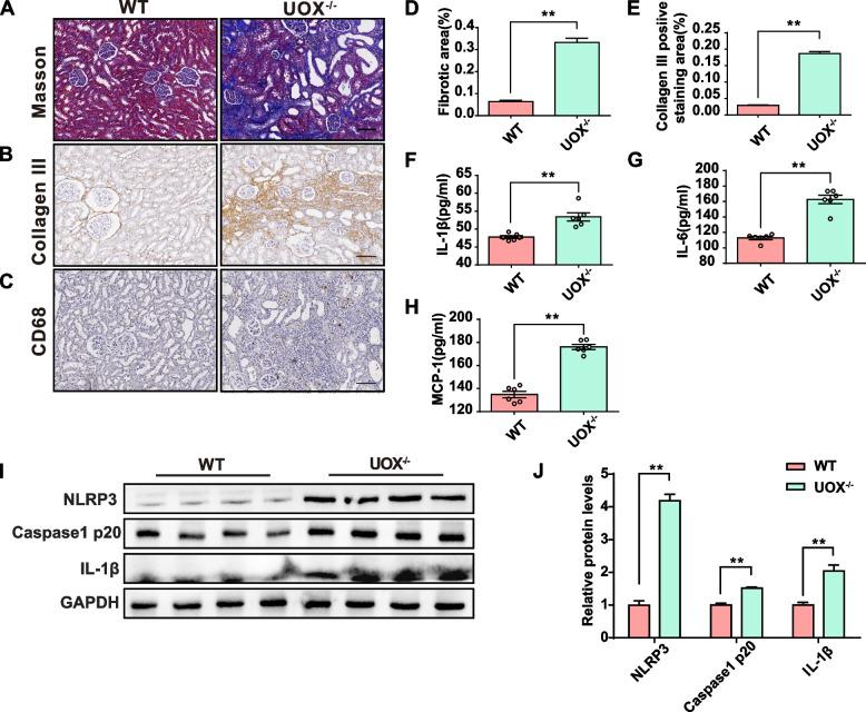 https://cdn.ncbi.nlm.nih.gov/pmc/blobs/4529/11191305/8ba16e8f7617/40168_2024_1826_Fig3_HTML.jpg