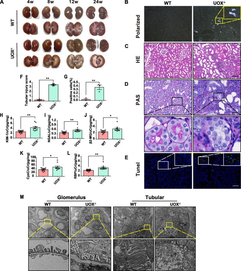 https://cdn.ncbi.nlm.nih.gov/pmc/blobs/4529/11191305/be6de7e5ffa3/40168_2024_1826_Fig2_HTML.jpg