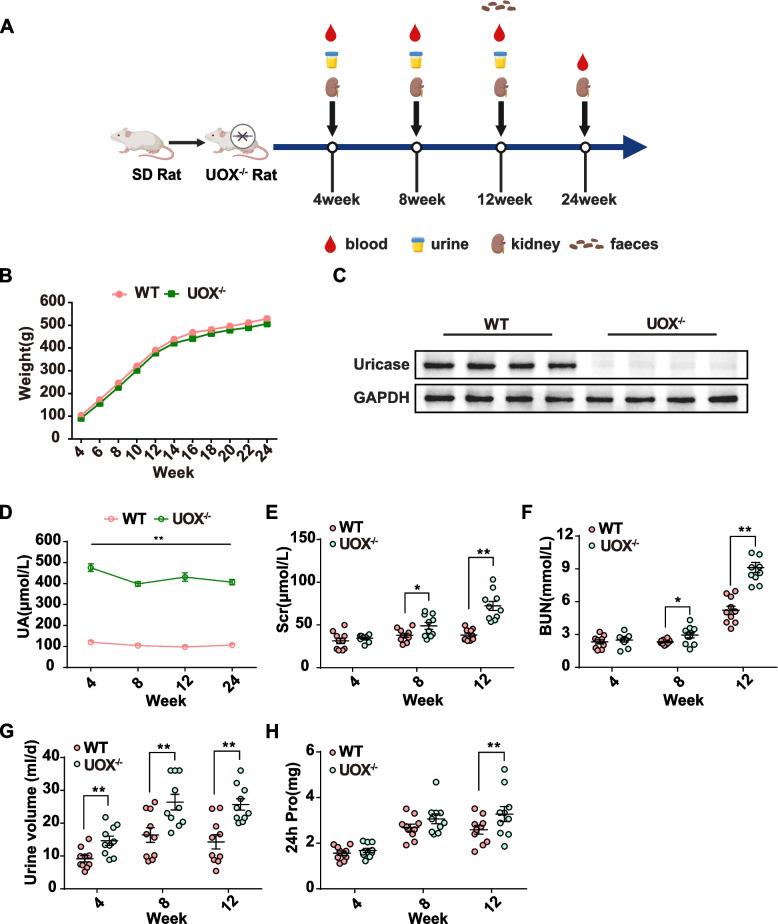 https://cdn.ncbi.nlm.nih.gov/pmc/blobs/4529/11191305/d52904de30a7/40168_2024_1826_Fig1_HTML.jpg