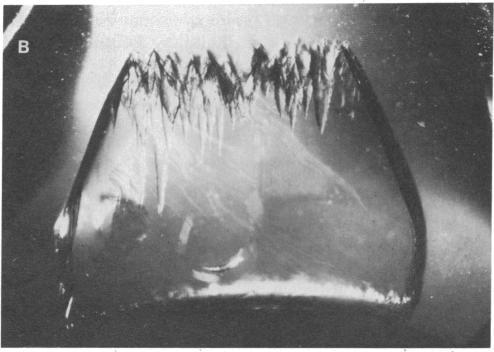 https://cdn.ncbi.nlm.nih.gov/pmc/blobs/452b/286582/e49039784c62/pnas00243-0137-b.jpg