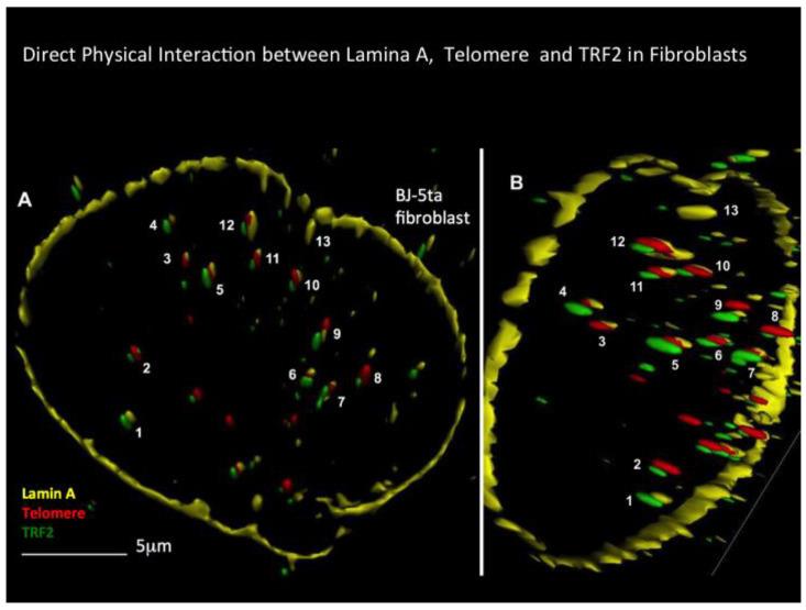 https://cdn.ncbi.nlm.nih.gov/pmc/blobs/452c/11545283/0b7b88042ad6/cells-13-01748-g004.jpg