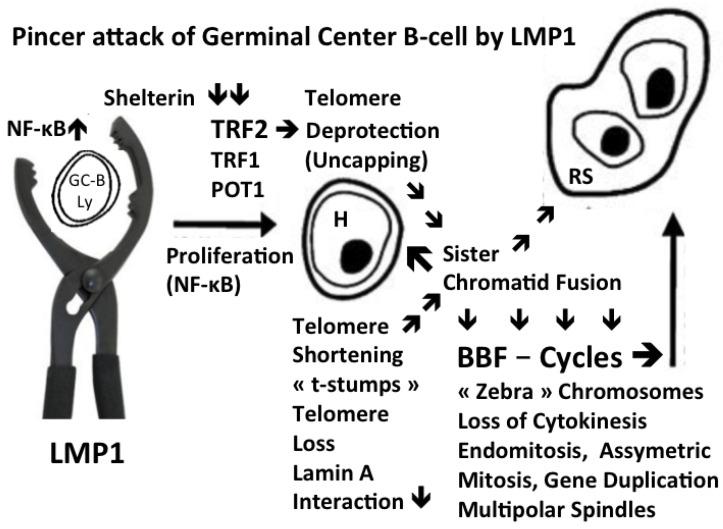 https://cdn.ncbi.nlm.nih.gov/pmc/blobs/452c/11545283/744b09689d31/cells-13-01748-g003.jpg