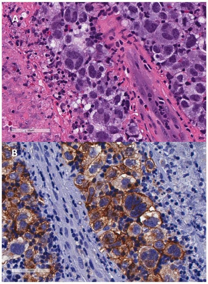 https://cdn.ncbi.nlm.nih.gov/pmc/blobs/452c/11545283/ba150dc662d9/cells-13-01748-g001a.jpg