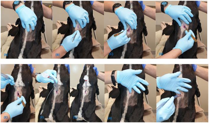 https://cdn.ncbi.nlm.nih.gov/pmc/blobs/452f/8483268/223bd728cc12/fvets-08-705695-g0008.jpg