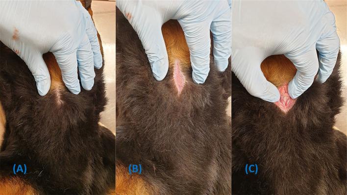 https://cdn.ncbi.nlm.nih.gov/pmc/blobs/452f/8483268/50cdf2ec49aa/fvets-08-705695-g0004.jpg
