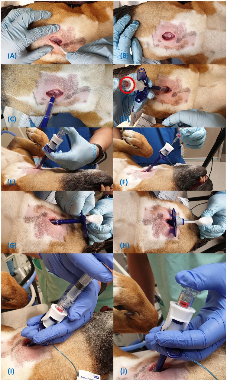 https://cdn.ncbi.nlm.nih.gov/pmc/blobs/452f/8483268/a76a2c427c0f/fvets-08-705695-g0005.jpg
