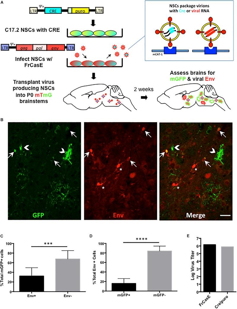 https://cdn.ncbi.nlm.nih.gov/pmc/blobs/4532/6828646/117c7c1b3daa/fnins-13-01166-g004.jpg