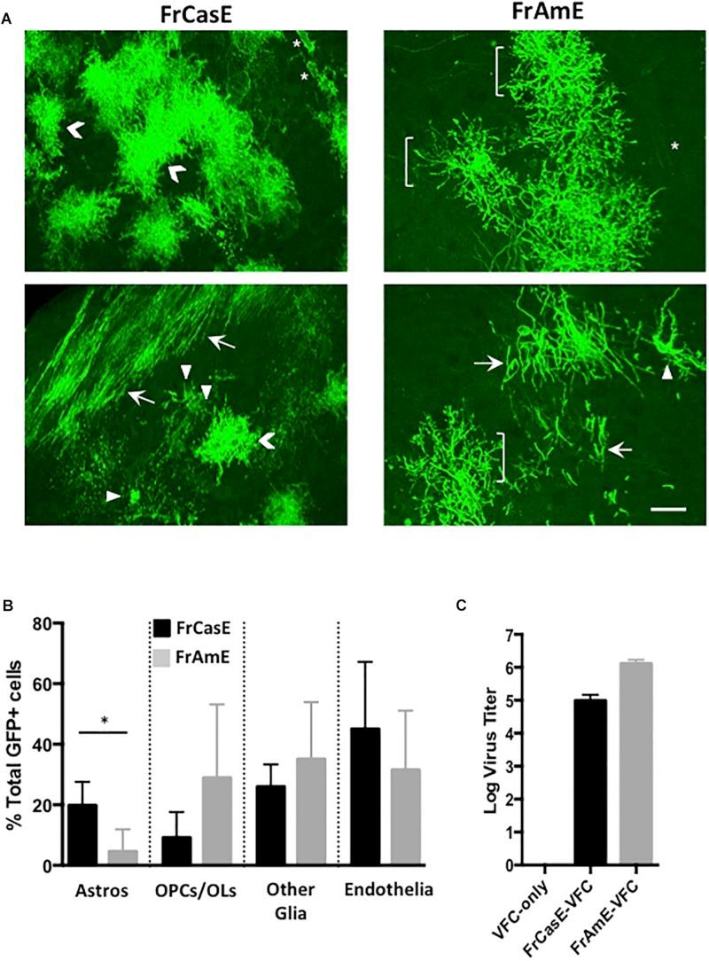 https://cdn.ncbi.nlm.nih.gov/pmc/blobs/4532/6828646/192f4cdea576/fnins-13-01166-g006.jpg