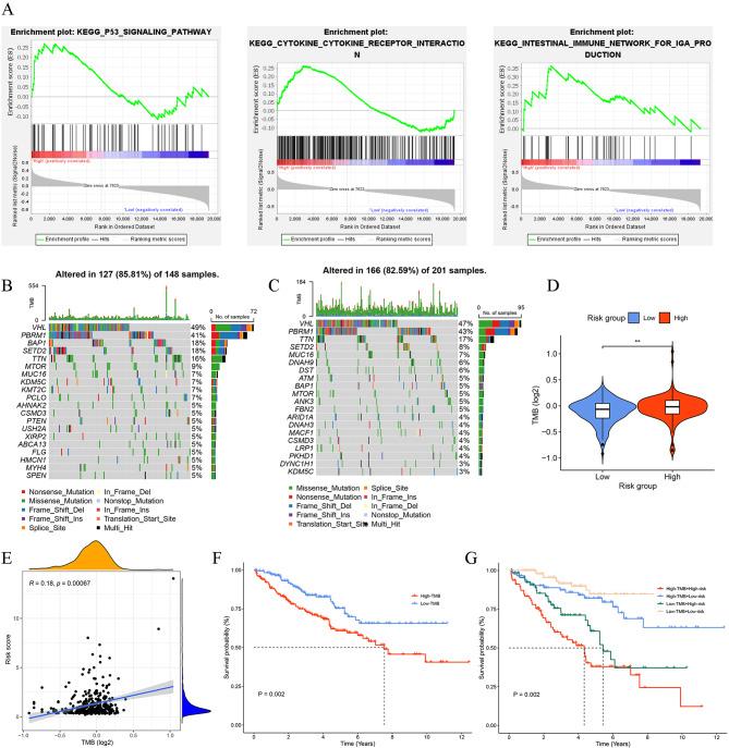 https://cdn.ncbi.nlm.nih.gov/pmc/blobs/4533/11046872/1da67eeb3918/12864_2024_10307_Fig7_HTML.jpg