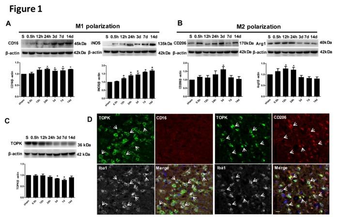 https://cdn.ncbi.nlm.nih.gov/pmc/blobs/4535/5963345/dead70072783/ad-9-2-235-g1.jpg