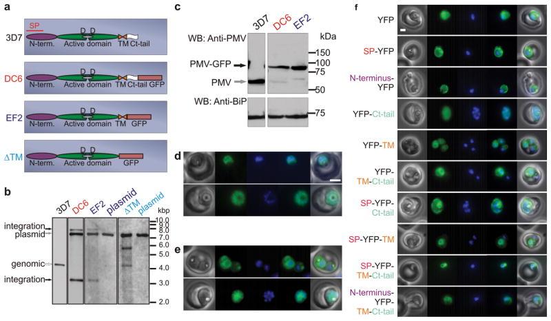 https://cdn.ncbi.nlm.nih.gov/pmc/blobs/4536/2826791/64958841a7fd/nihms165659f1.jpg