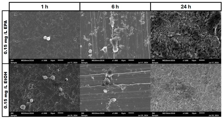 https://cdn.ncbi.nlm.nih.gov/pmc/blobs/4538/11768219/b202579b703a/pathogens-14-00057-g007.jpg