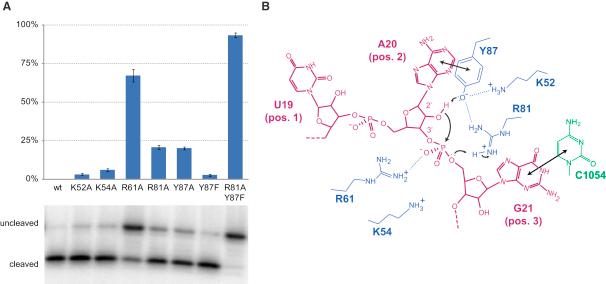 https://cdn.ncbi.nlm.nih.gov/pmc/blobs/4538/2807027/1532b1097abb/gr5.jpg