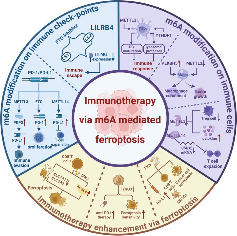 https://cdn.ncbi.nlm.nih.gov/pmc/blobs/453a/11437708/4a647a63fd21/12943_2024_2132_Fig5_HTML.jpg